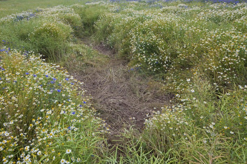 Field rooted up by Wild Boars