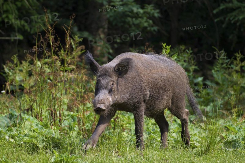 Wild boar