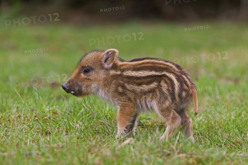 Wild boar