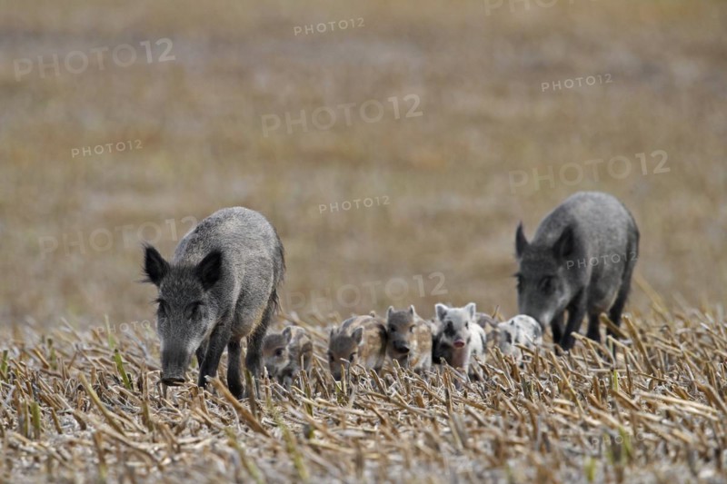 Wild boars