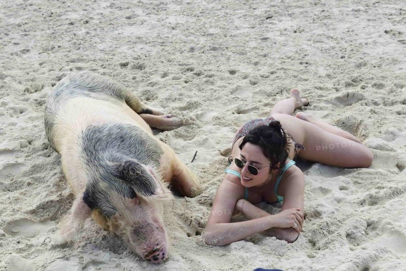 Tourist posing with swimming pig at Big Major Cay