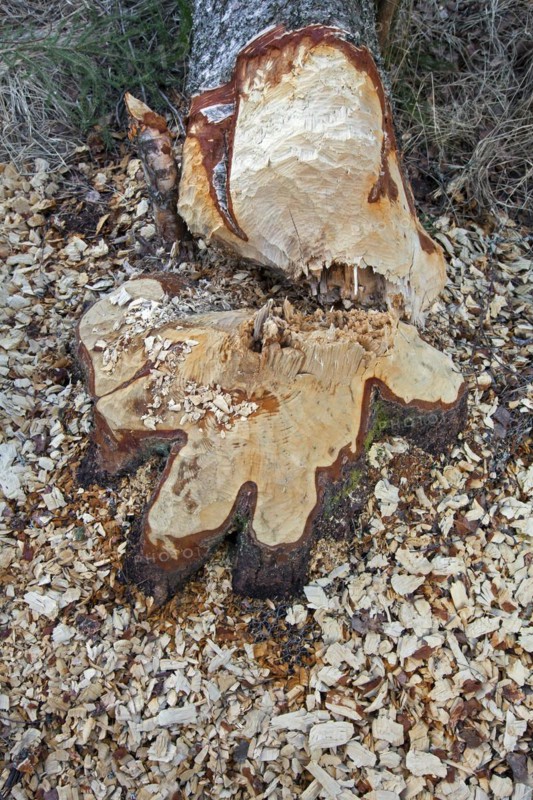 Wood chips and teeth marks on tree felled by Eurasian beaver