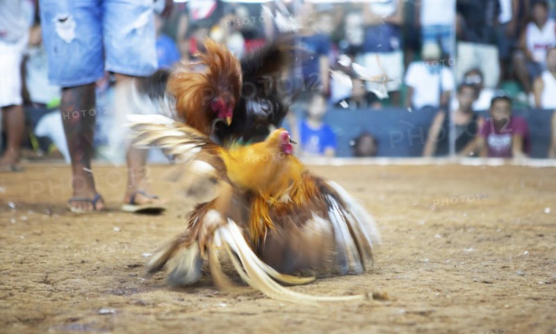 Cockfight