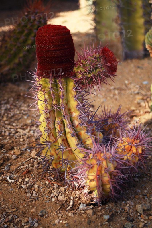 Pallanca exotic garden