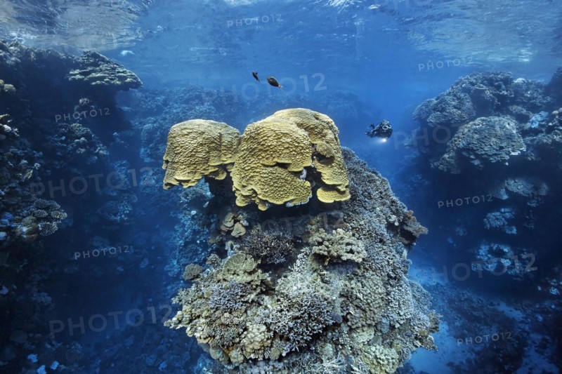 Diver looking at dome coral