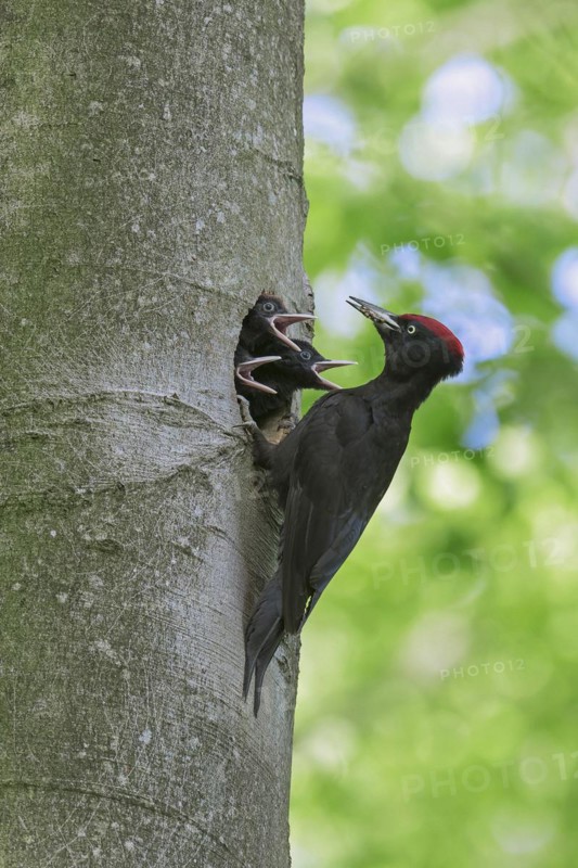 Black woodpecker