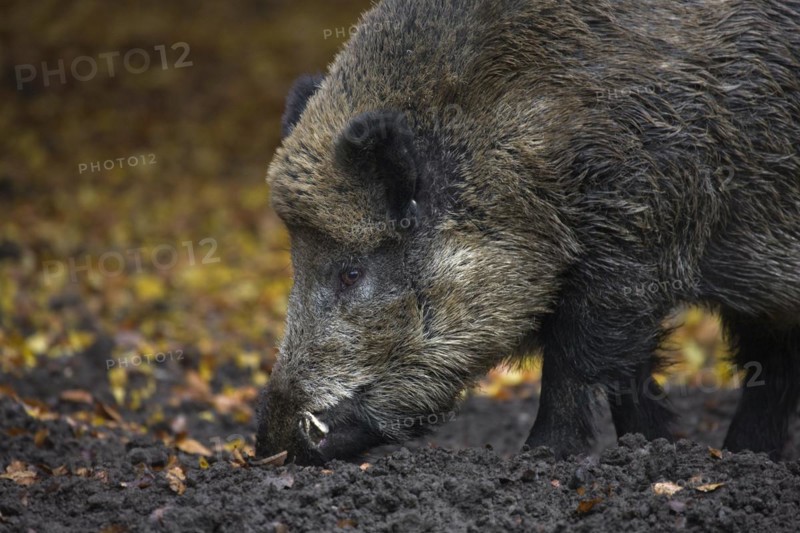 Wild boar