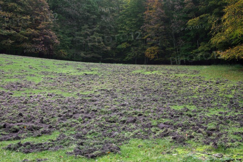 Ruined grassland at forest edge
