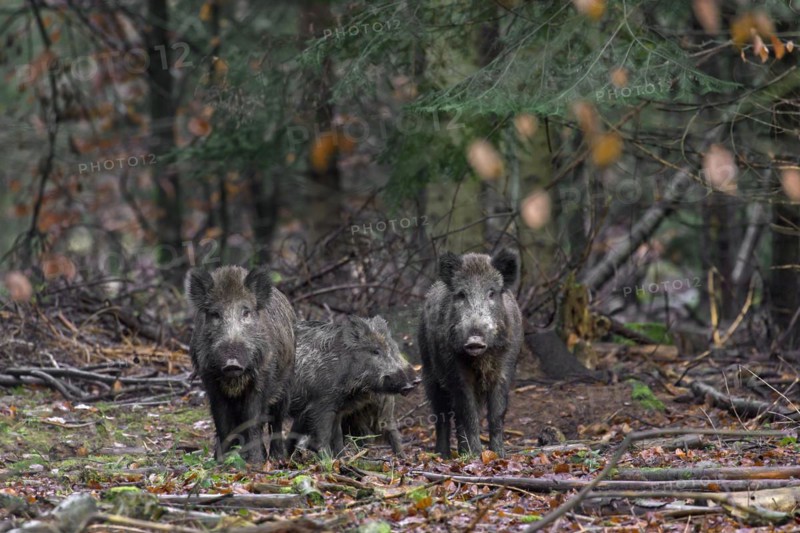 Wild boar