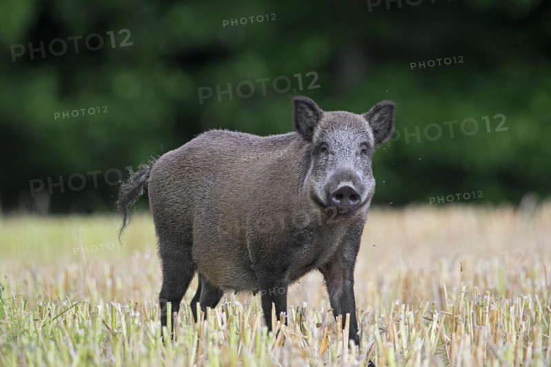 Solitary wild boar