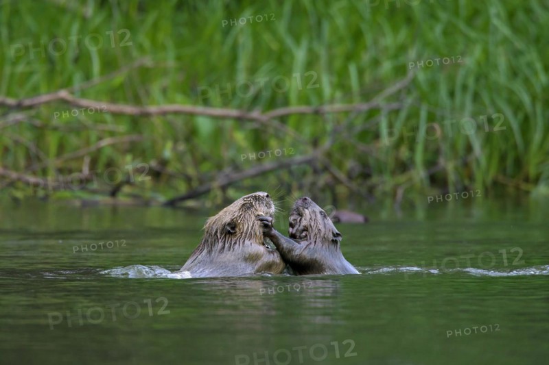 Two Eurasian beavers