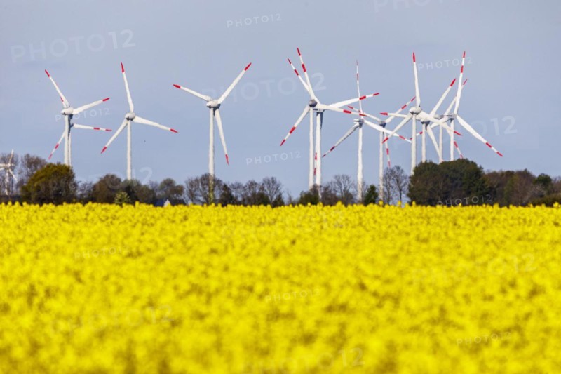 Rape field in full bloom in front of wind turbines near Buesum on the North Sea coast