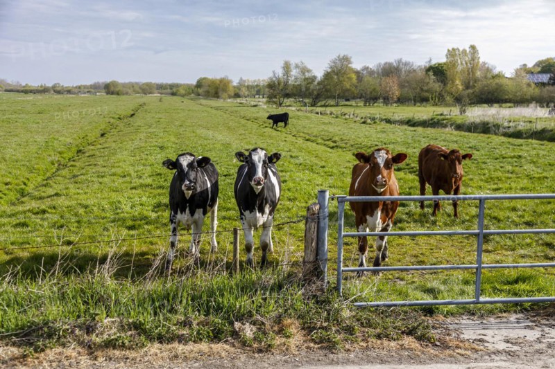 Herd of dairy cows in the meadow