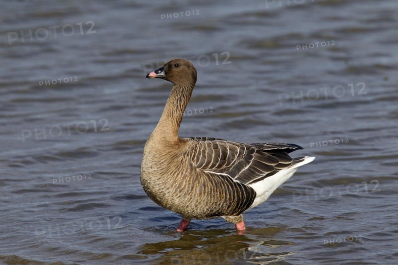 Pink-footed goose
