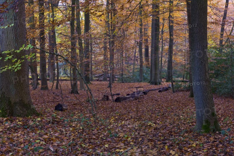 AutumnForest