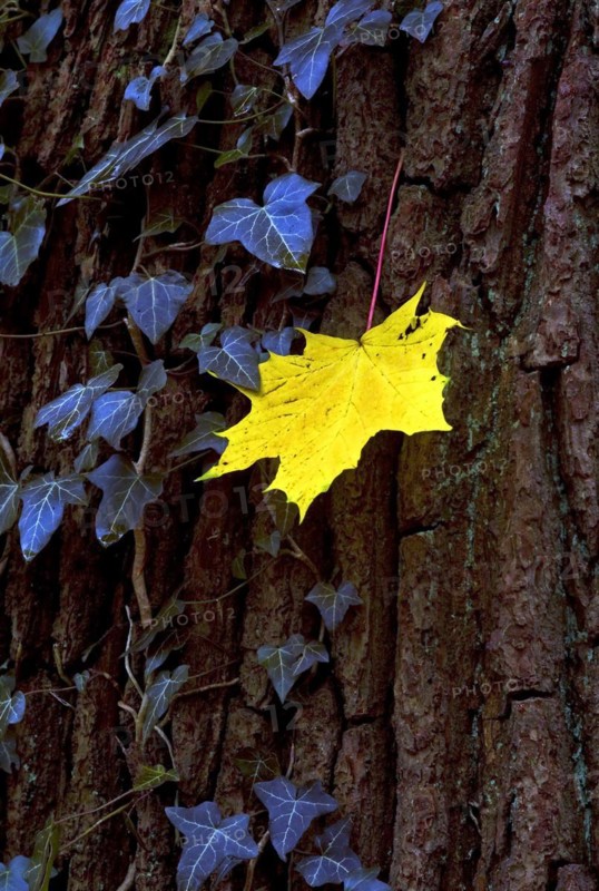 Maple leaf on a tree in autumn