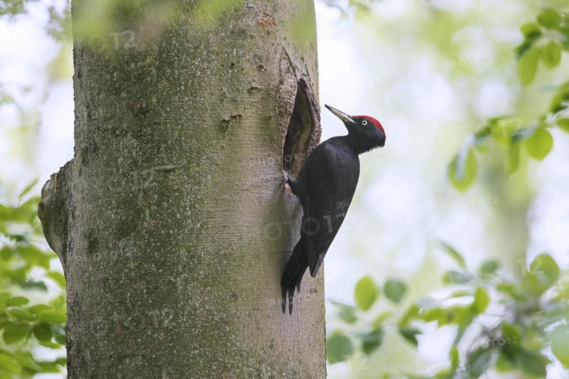 Black woodpecker