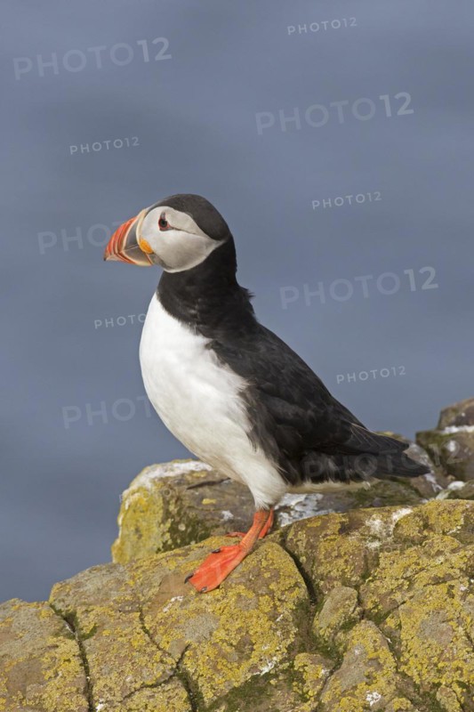 Atlantic puffin