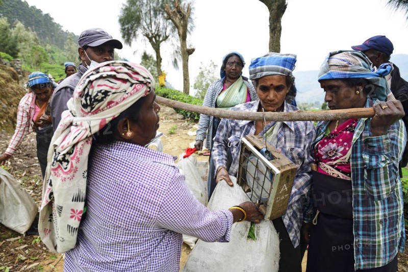 Tea pickers weighing tea at the collection point