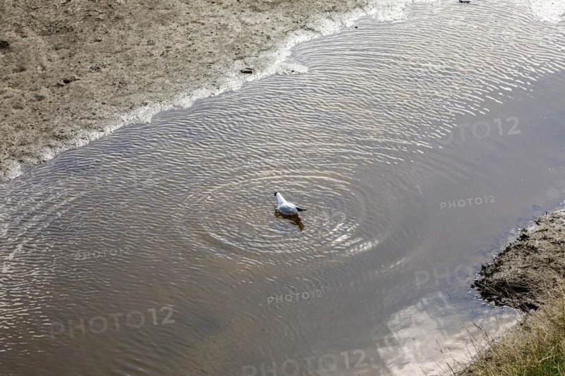 Black-headed gull takes a bath in a tidal flat