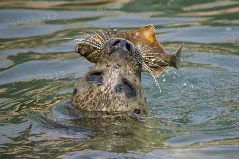 Close-up of common seal