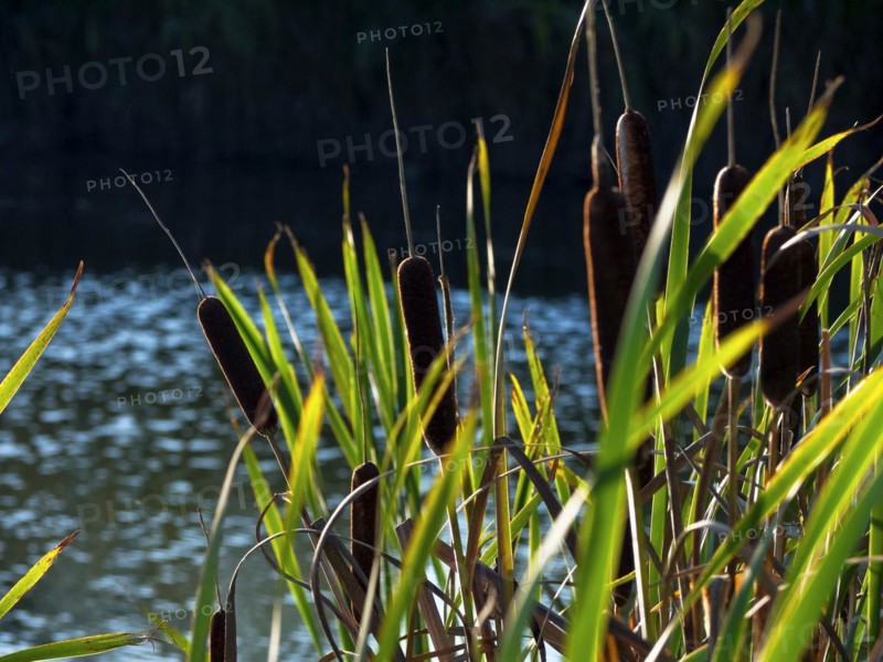 Lesser bulrush