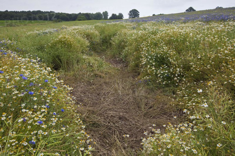 Field rooted up by Wild Boars