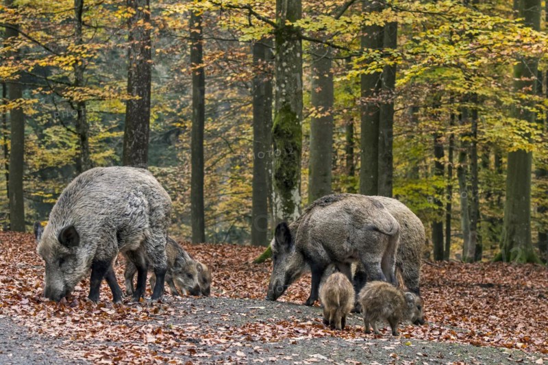 Wild boar