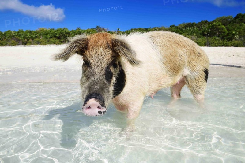 Swimming Pig