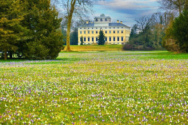 Crocus meadow