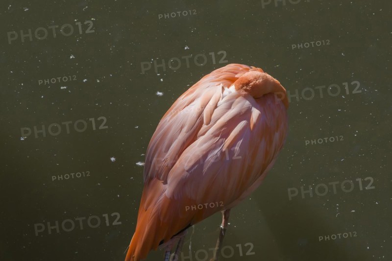 Pink flamingo