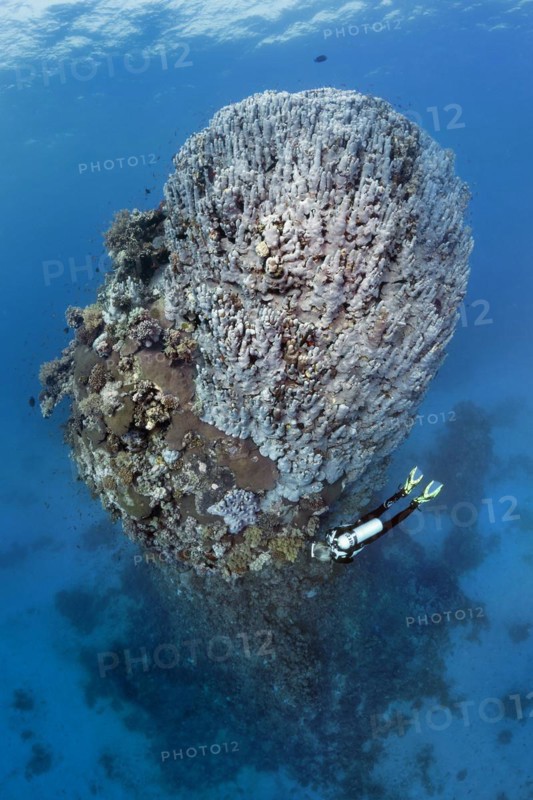 Diver looking at fifteen-metre high coral tower made of various species of stony coral
