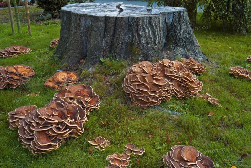 Colony of tree fungi Herber Knaeuling