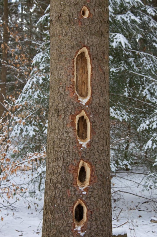 Black woodpecker