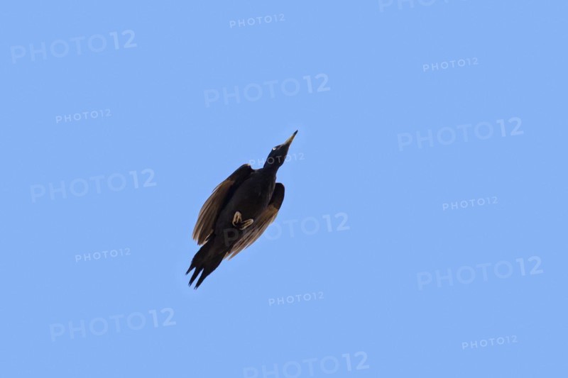 Black woodpecker