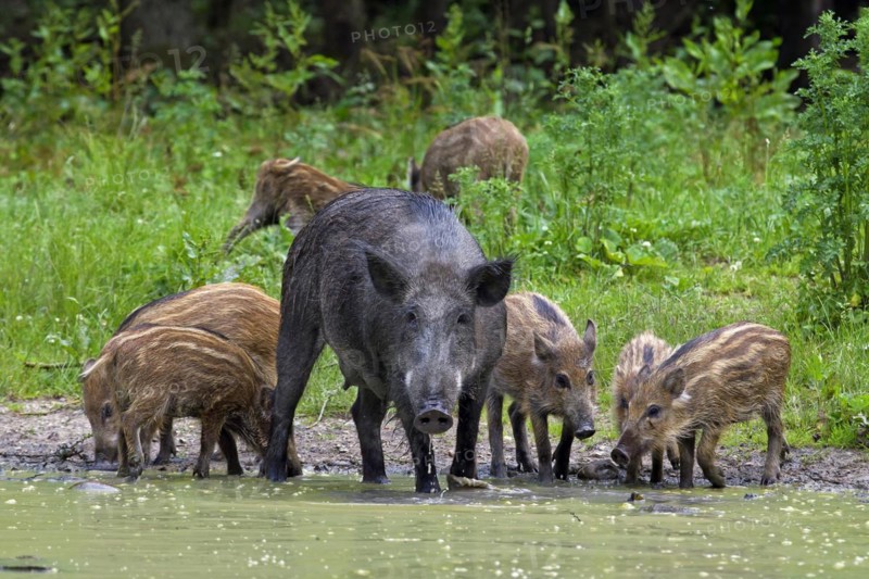 Wild boar