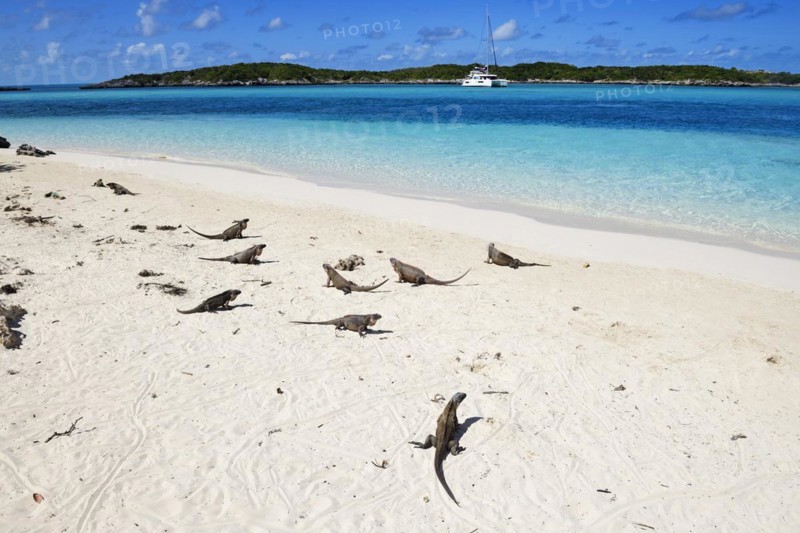 Rock Iguanas