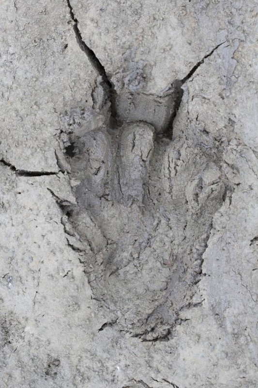 Eurasian beaver