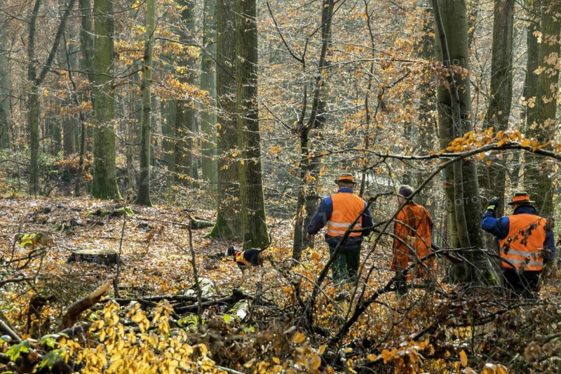 Driven hunt by hunters and beaters in Schoenbuch nature park Park