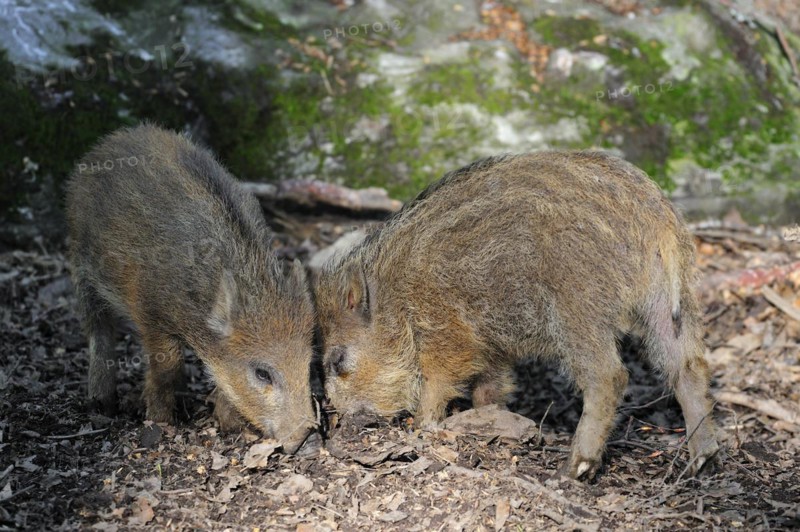 Wild boar