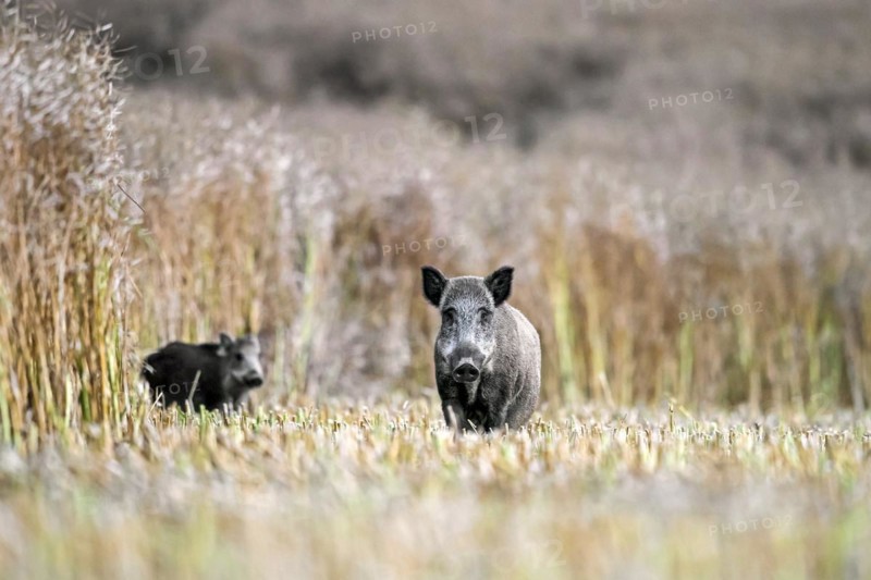 Wild boars