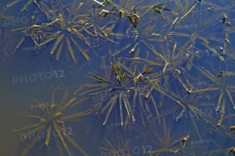Water soldiers