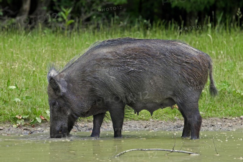 Wild boar