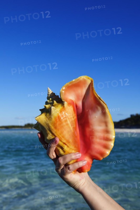 Conch Shell on Shroud Cay