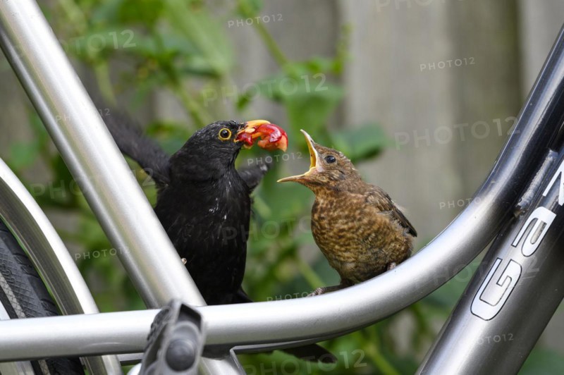 Blackbird