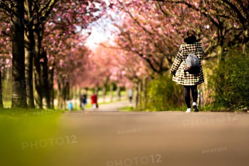 A walker walks through an avenue of cherry trees in Berlin