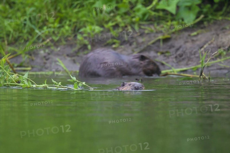 Eurasian beavers