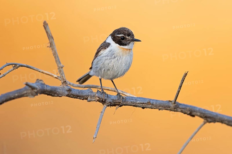Canary islands stonechat