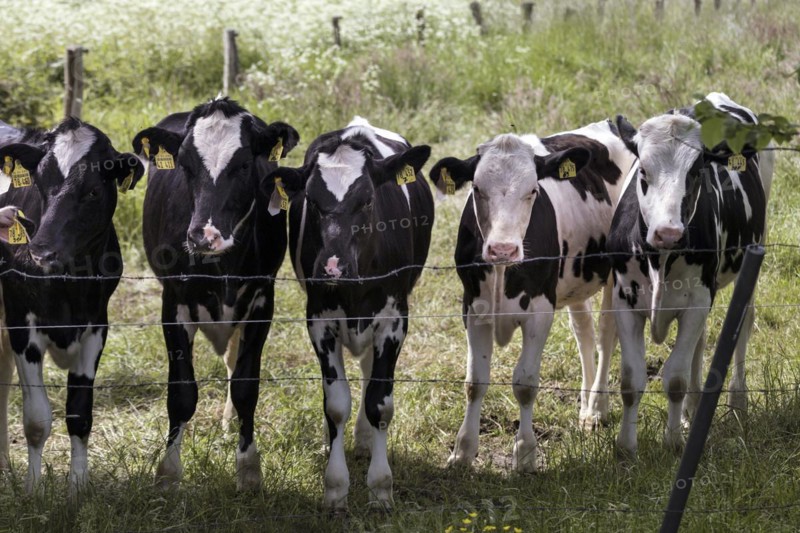 Cows in a paddock behind a pasture fence