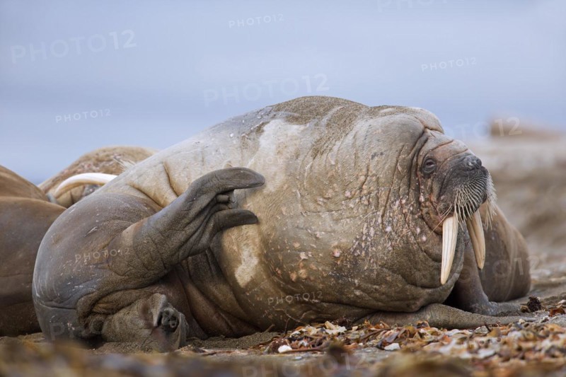 Sleepy male walrus